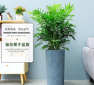 袖珍椰子-绿植租赁