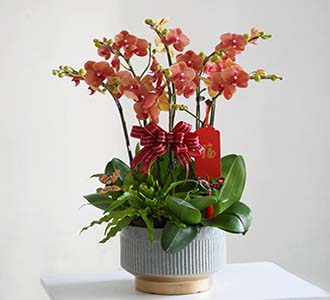 小花蝴蝶兰-绿植租赁