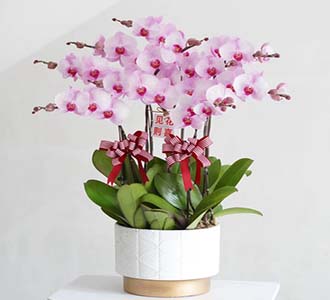 红心蝴蝶兰-绿植租赁