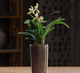 兰花草-绿植租赁