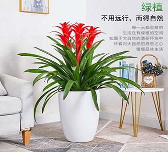 凤梨组合-绿植租赁