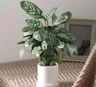 飞羽竹芋-绿植租赁