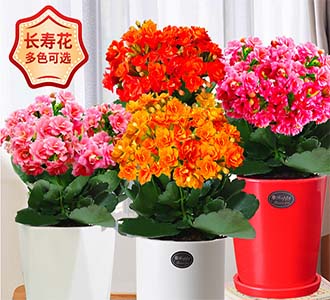 长寿花-绿植租赁