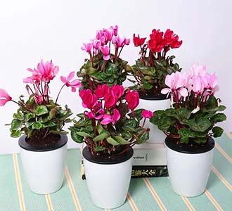 仙客来-绿植租赁