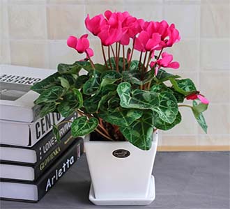 仙客来-绿植租赁