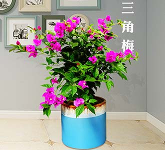 三角梅-绿植租赁