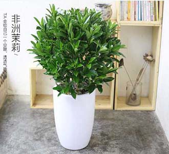 非洲茉莉-绿植租赁