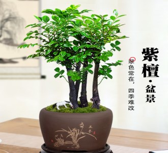 小叶紫檀-绿植租赁