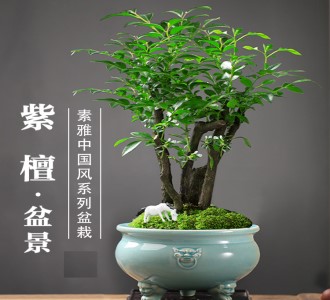 小叶紫檀-绿植租赁