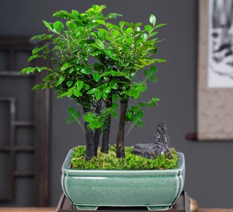 小叶紫檀-绿植租赁