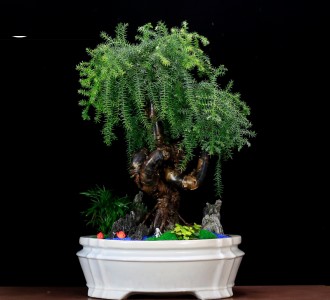 澳洲杉-绿植租赁