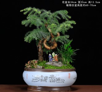 澳洲杉-绿植租赁