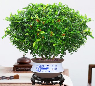 清香木-绿植租赁