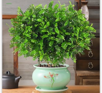 清香木-绿植租赁