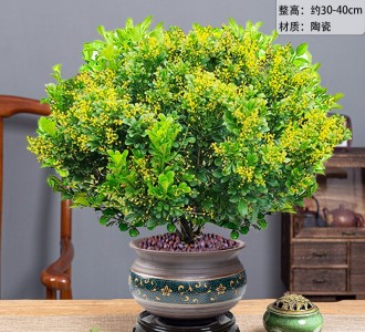 米兰-绿植租赁