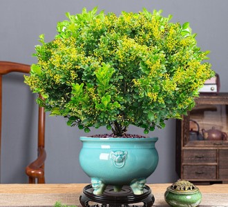 米兰-绿植租赁