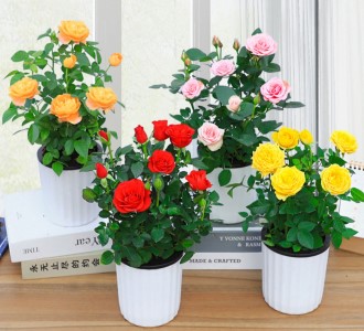 月季花-绿植租赁